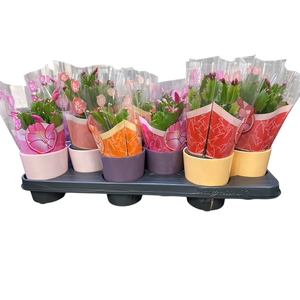 Schlumb Gem 3 Kl cpot