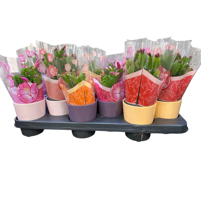 <h4>Schlumb Gem 3 Kl cpot</h4>