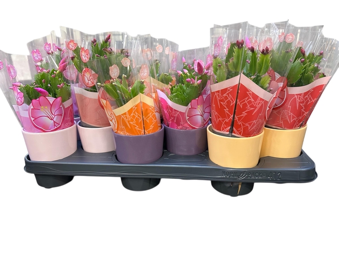 Schlumb Gem 3 Kl cpot