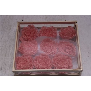 Wax Pioen Rosa