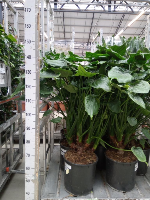 <h4>Alocasia cucullata</h4>