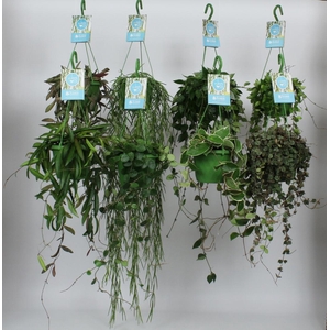 HangonGreen Hangplanten Luxe Gemengd 14 cm