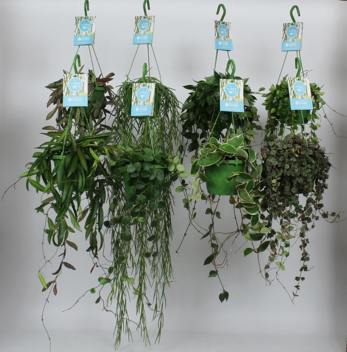 <h4>HangonGreen Hangplanten Luxe Gemengd 14 cm</h4>