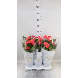 Anthurium andr. 'Esudo'