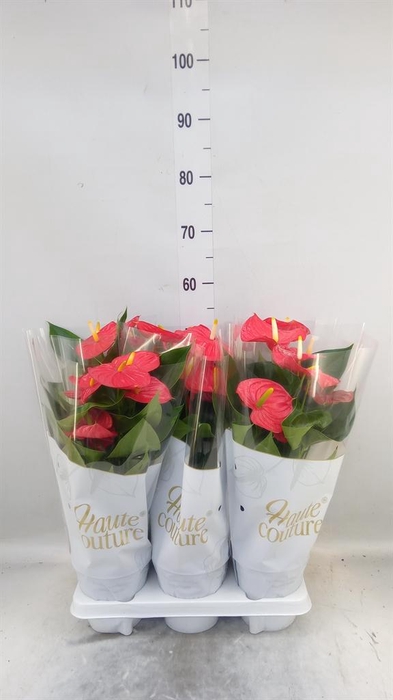<h4>Anthurium andr. 'Esudo'</h4>