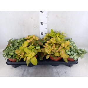 Fittonia   ...mix