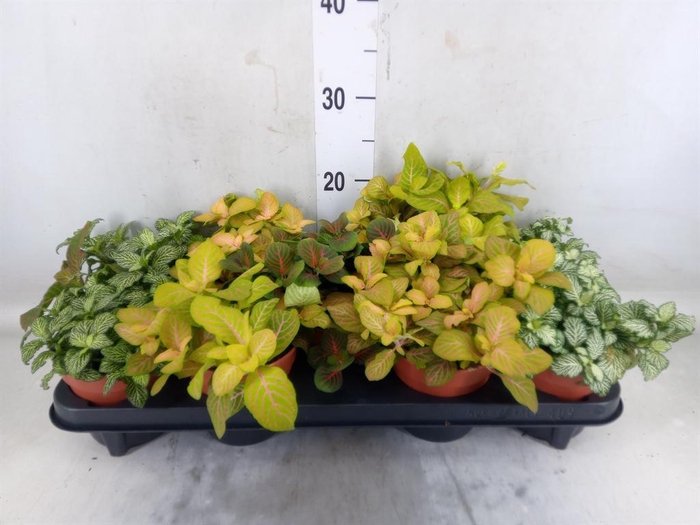 <h4>Fittonia ...mix</h4>