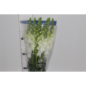 BOCA DE LEAO UBIRA WHITE 070 CM