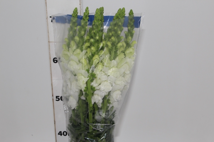 <h4>BOCA DE LEAO UBIRA WHITE 070 CM</h4>