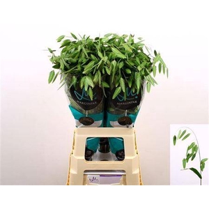 Chasmanth Lat Mantis 70 Cm