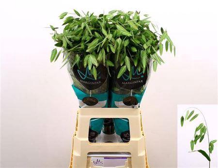 <h4>Chasmanth Lat Mantis 70cm</h4>