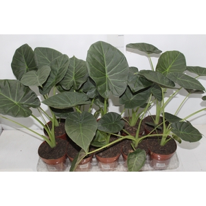 ALOCASIA REGAL SHIELDS P12