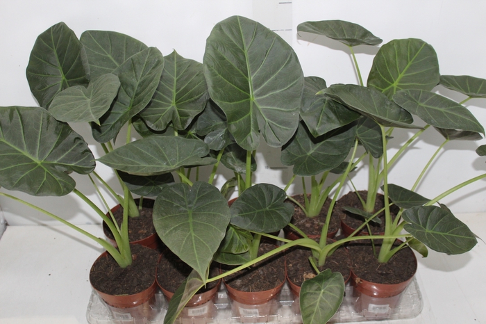 <h4>ALOCASIA REGAL SHIELDS P12</h4>