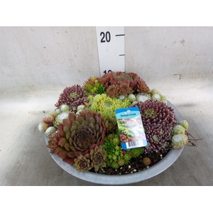Sempervivum   ...