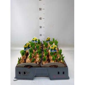 Arr.  Narcissus Tete Tete L%