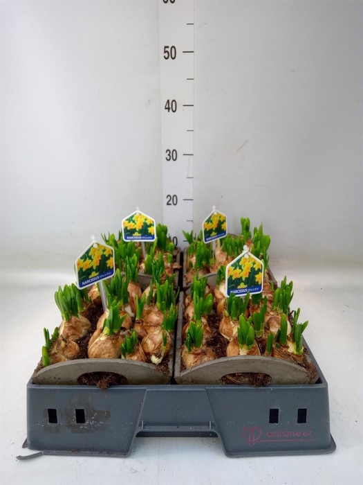 <h4>Arr.  Narcissus Tete Tete L%</h4>