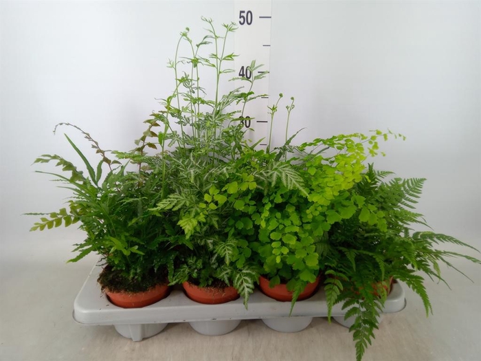 <h4>Ferns   ...mix</h4>