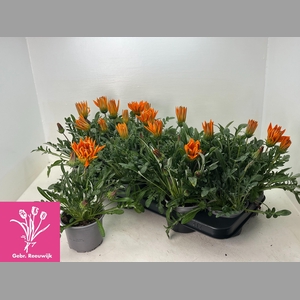GAZ GAZOO CL ORANGE