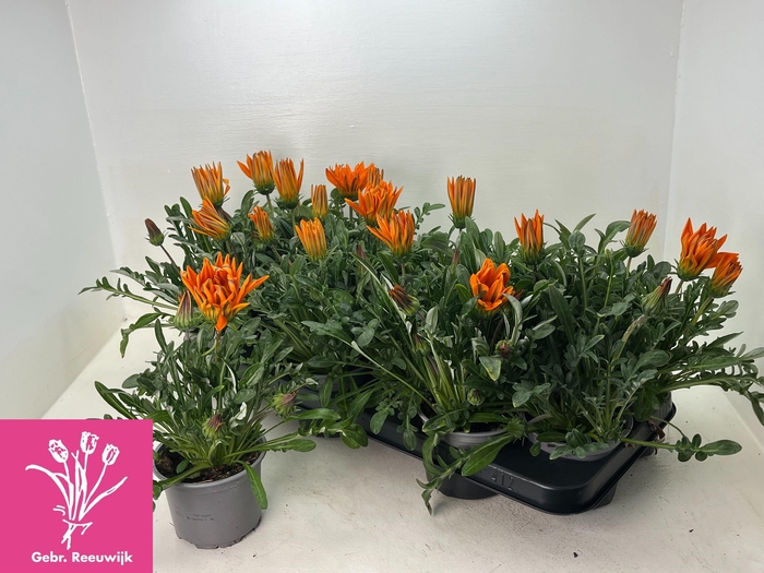 <h4>GAZ GAZOO CL ORANGE</h4>