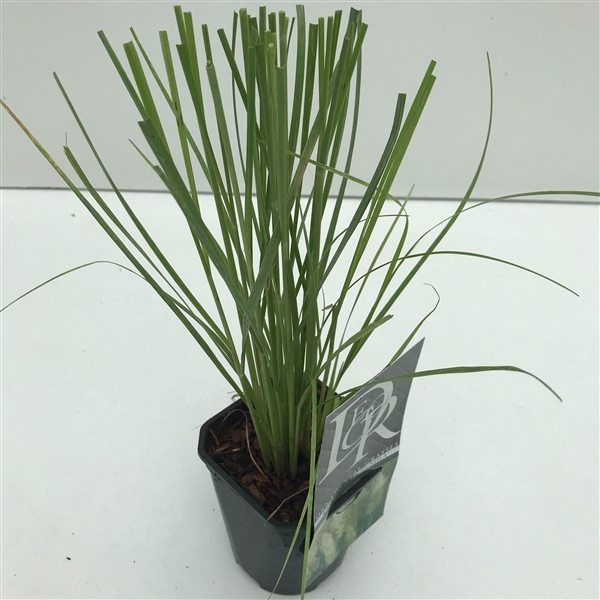 <h4>Graminées Cortaderia sell. 'Pumila'</h4>