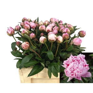 PAEO L SARA BERNHARD