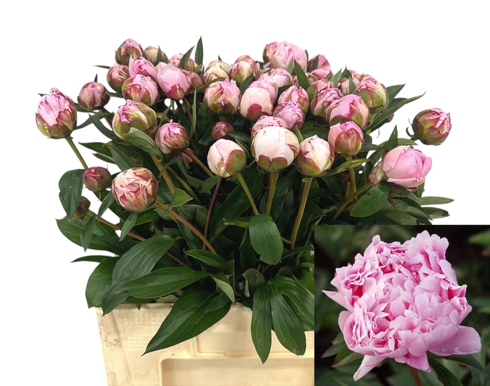 <h4>PAEO L SARA BERNHARD</h4>