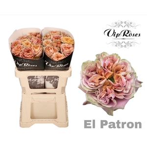 R GR EL PATRON x20