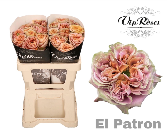 <h4>R GR EL PATRON x20</h4>