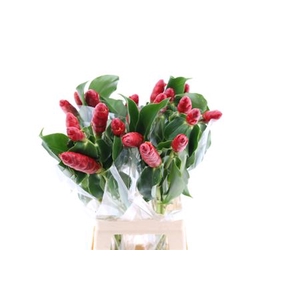 FRENCH KISS (MG)