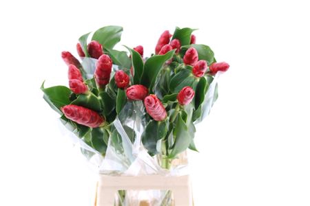 <h4>FRENCH KISS (MG)</h4>