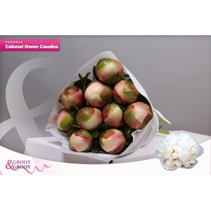 Paeonia Col Owen Cousin | Heavy Quality