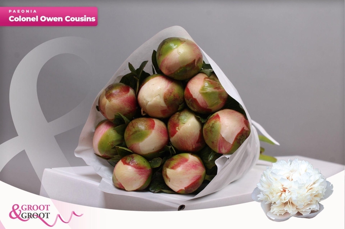 <h4>Paeonia Col Owen Cousin | Heavy Quality</h4>