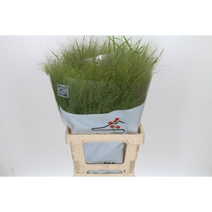Panicum Fountain