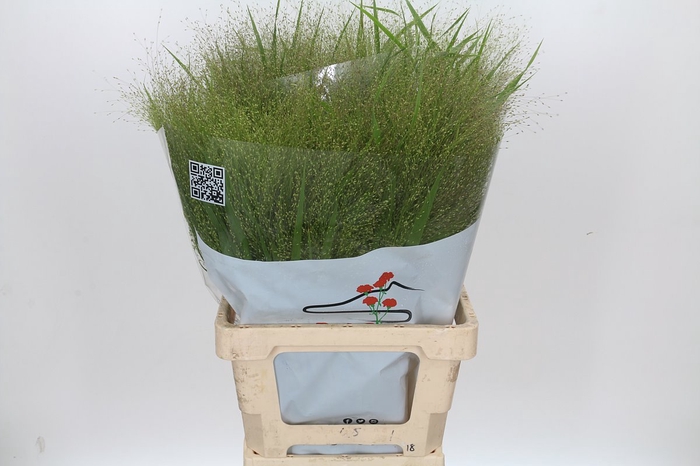 <h4>Panicum Fountain</h4>