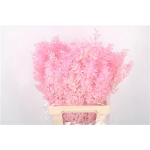 Ruscus. Baby Pink Per Stem
