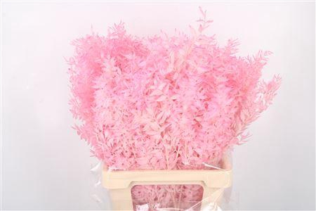 Ruscus. Pink Per Stem