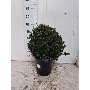 EUONYMUS JA GR SPIRE