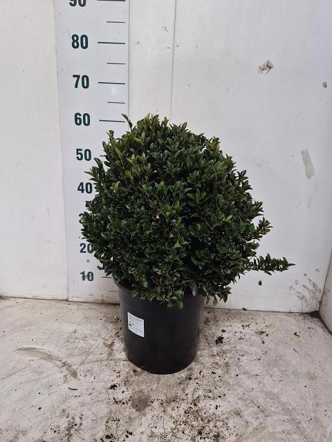 <h4>EUONYMUS JA GR SPIRE</h4>