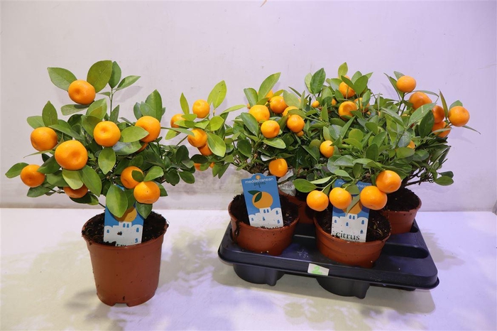 <h4>Citr Microcarpa</h4>