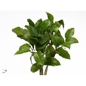 Salal Tip Bouquet
