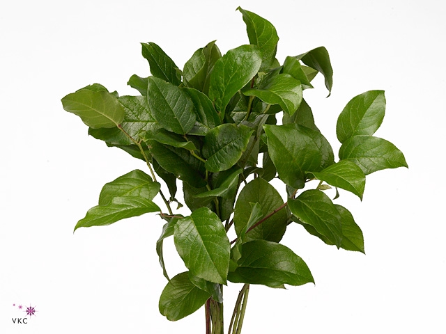 <h4>SALAL  TIPS BLUE LABEL AIR</h4>