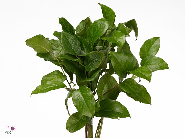 <h4>Salal Tip Bouquet</h4>