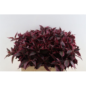 Weigelia Opgetrokken Rood