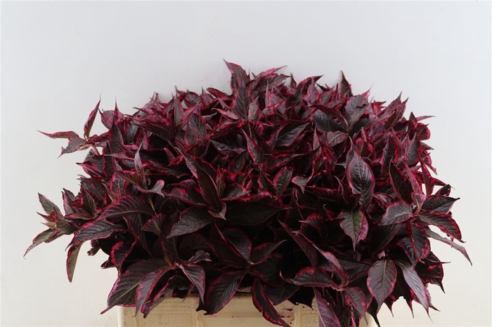 <h4>Weigelia Opgetrokken Rood</h4>