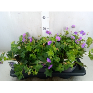 Geranium  'Rozanne'