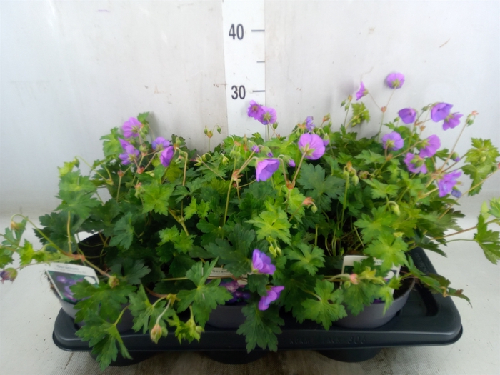 <h4>Geranium  'Rozanne'</h4>