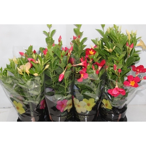 MANDEVILLA P14 PREMIUM