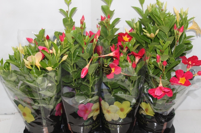 <h4>MANDEVILLA P14 PREMIUM</h4>