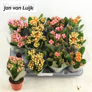 KALAN CALAN LUIJK MIX P6