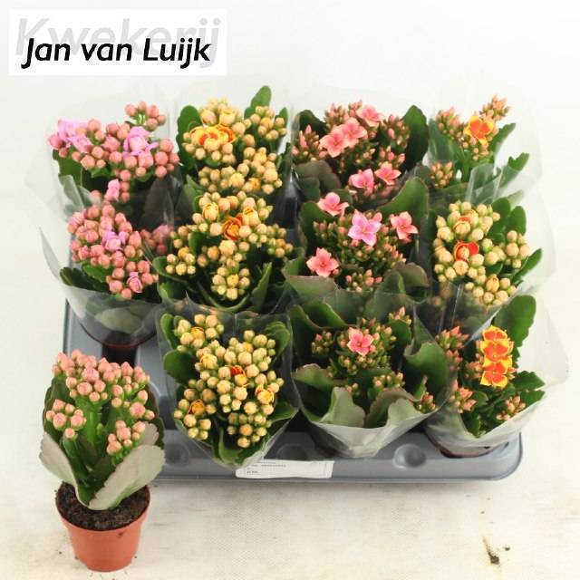 <h4>KALAN CALAN LUIJK MIX P6</h4>